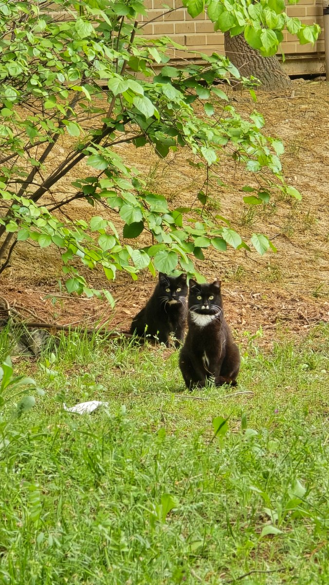 국립세종수목원 처돌이🕯 tweet media