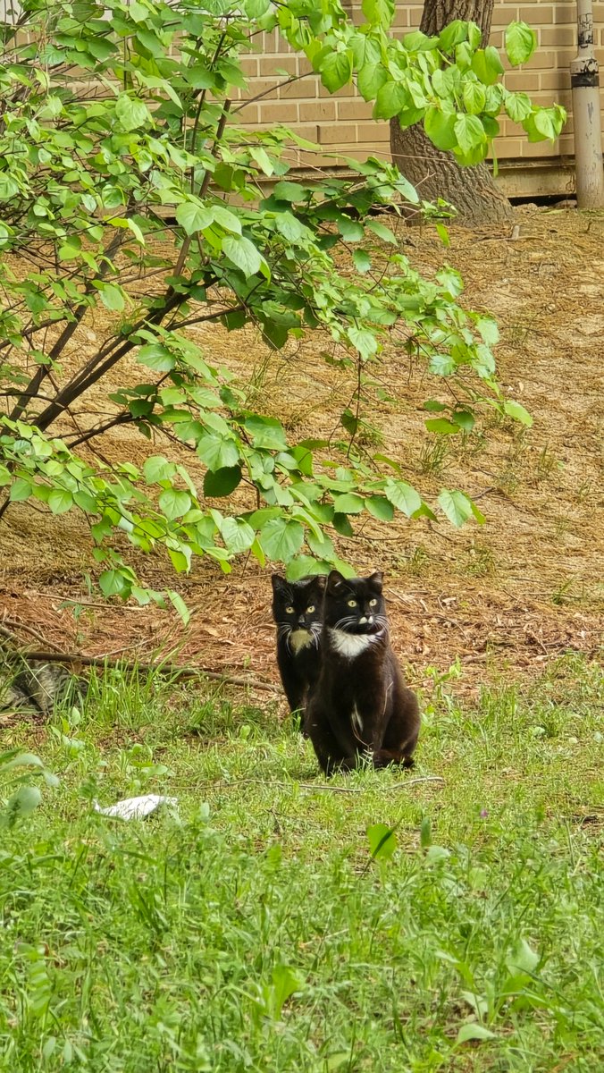 국립세종수목원 처돌이🕯 tweet media