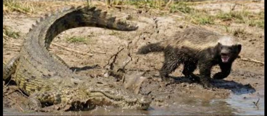 Honey Badger tweet media
