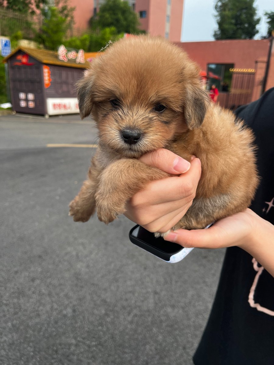 vilipets_Path's tweet image. We’ve got a new boss in the office! Any name suggestions? 🐶
He hasn't picked a name yet, but he's already demanding belly rubs and treats.
Drop your best name ideas in the comments! The most creative one wins a virtual hug. 👇
#PuppyLove #newpuppy #DogMoments #Cute