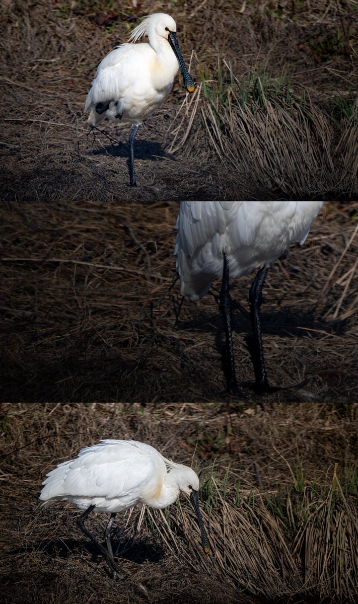 sharakuleo15's tweet image. 入念にお手入れ
※タップしてみてね🙌
#野鳥
#ヘラサギ
#Nikon
#Z9
#z600mmf4tc
#私とニコンでみた世界