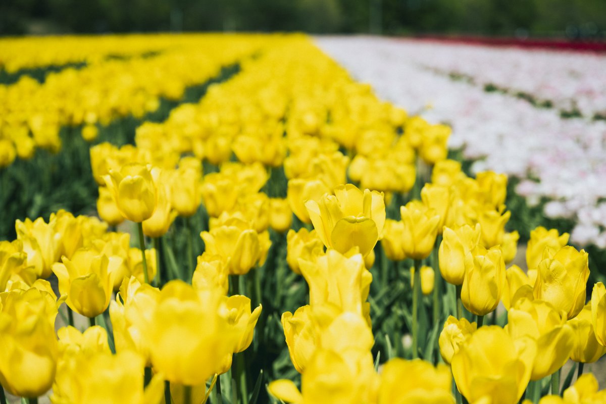 新潟のつかいかた tweet media