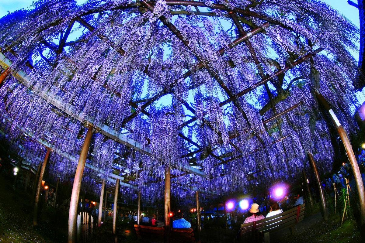 新潟のつかいかた tweet media