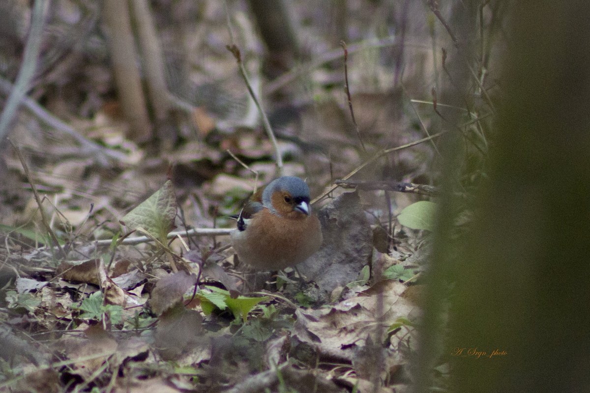 Лисья курочка tweet media