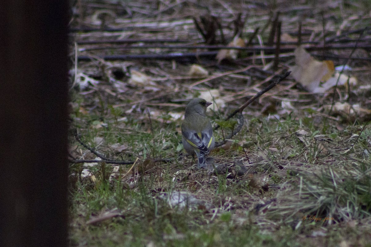 Лисья курочка tweet media