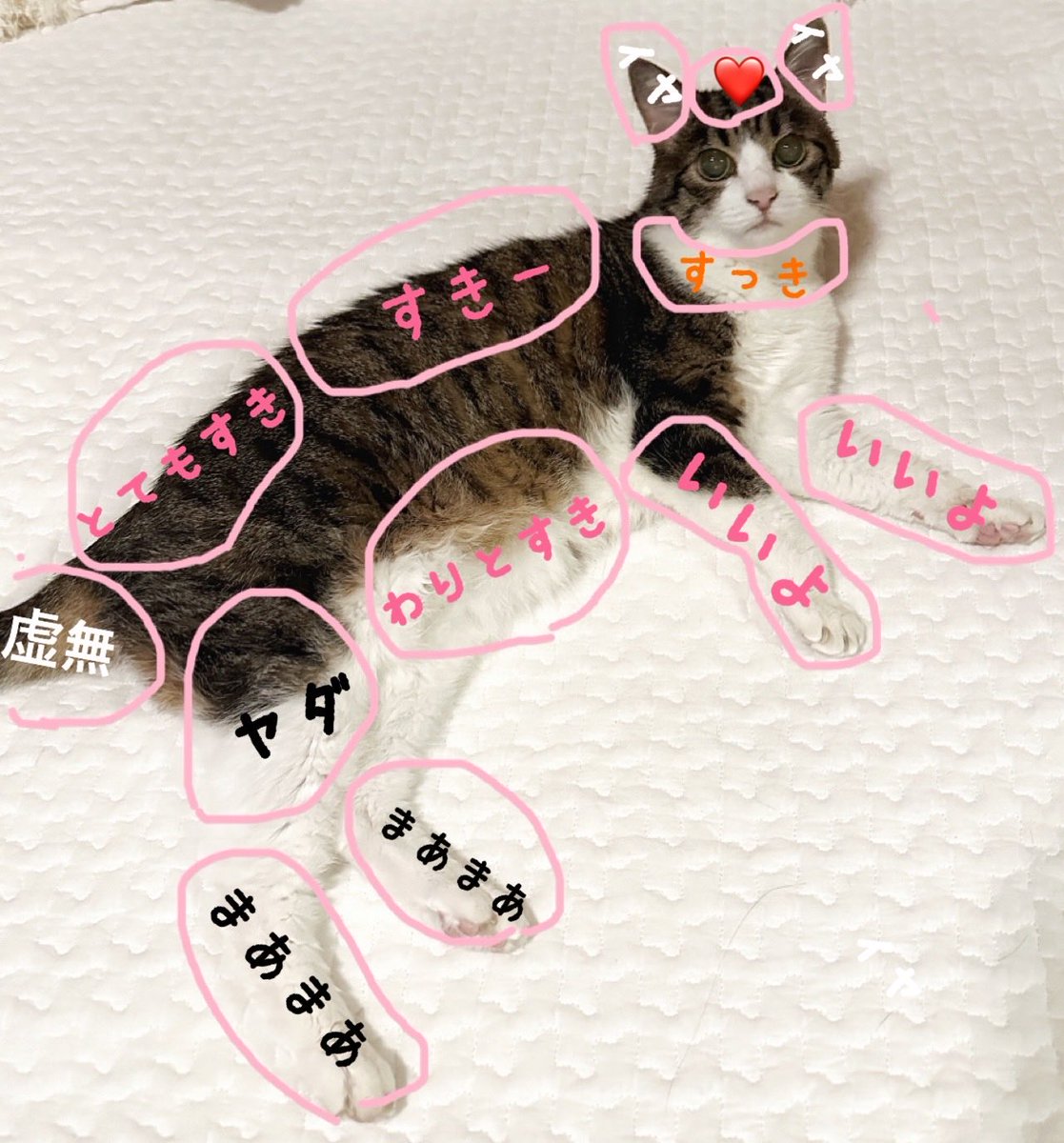 猫猫猫猫猫猫猫猫猫猫猫 猫 猫 猫 うちのネコチャン 猫 猫 のトリセツ