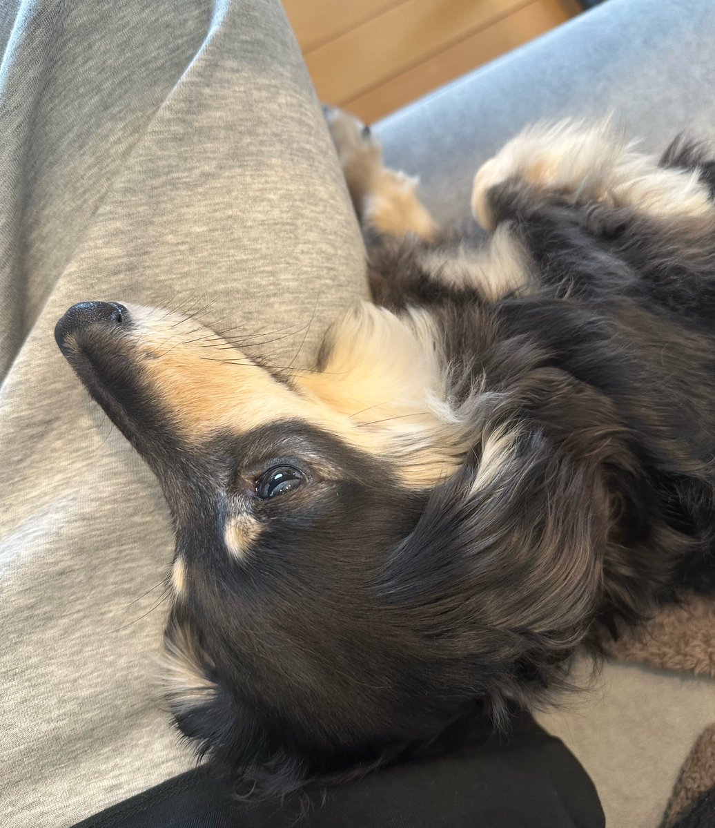 わたしがずっとトモコレをしているので不貞腐れてるまめさん