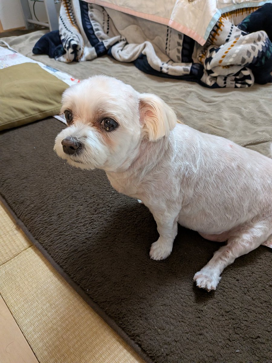 Club夜遊＠Twitch tweet media