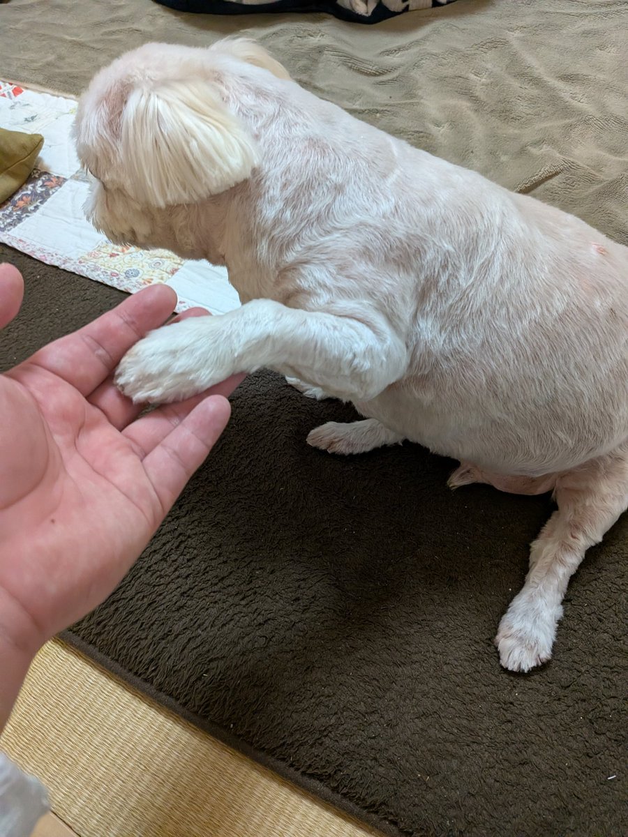 Club夜遊＠Twitch tweet media