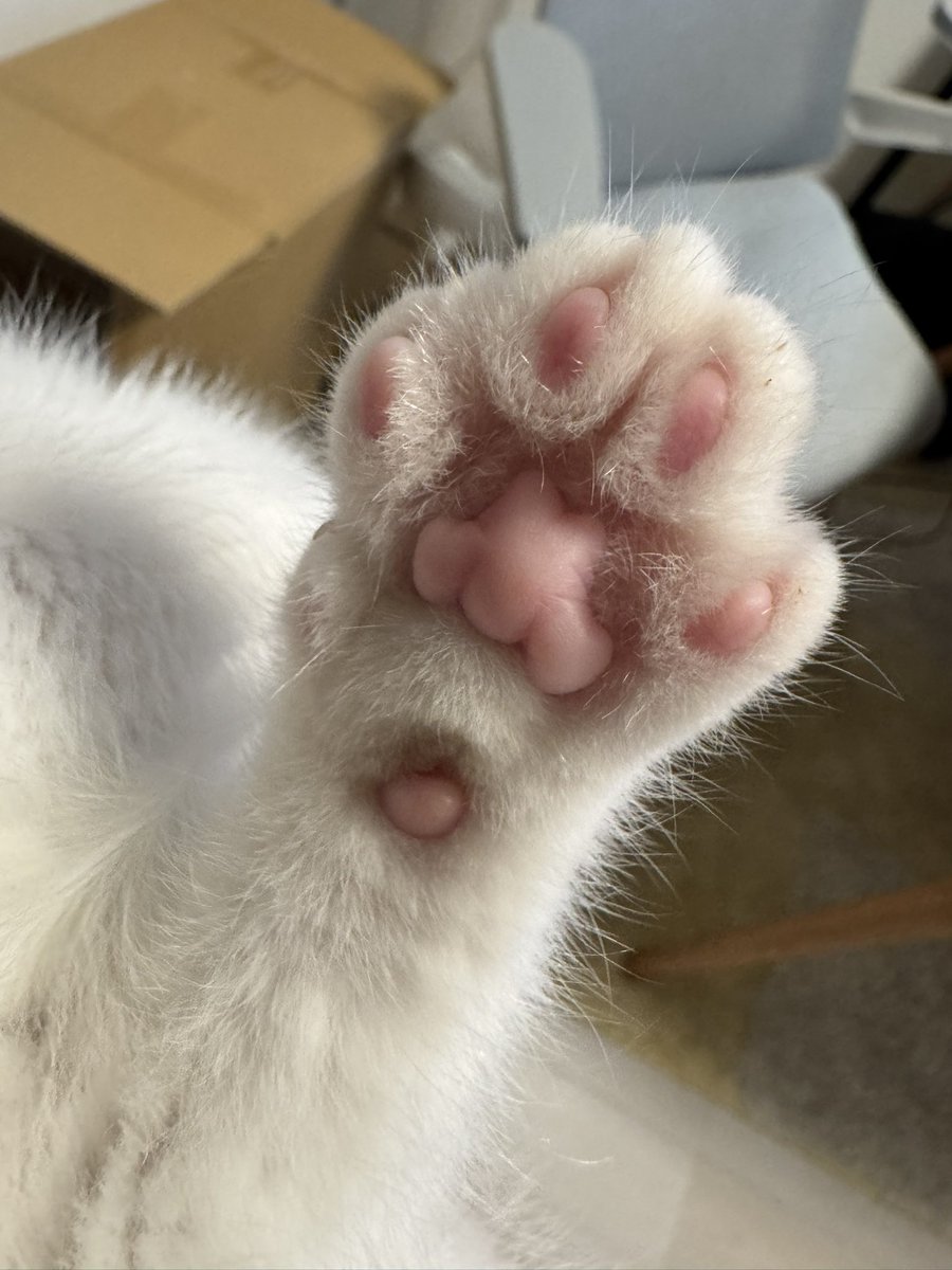 ナゾノオタ tweet media