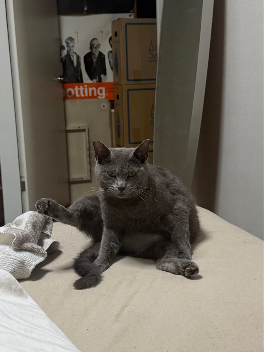 助手席のバナナに反応して
警告音⚠️

安いバナナみたいな果物じゃなくて
高級な果物乗せろってってことか