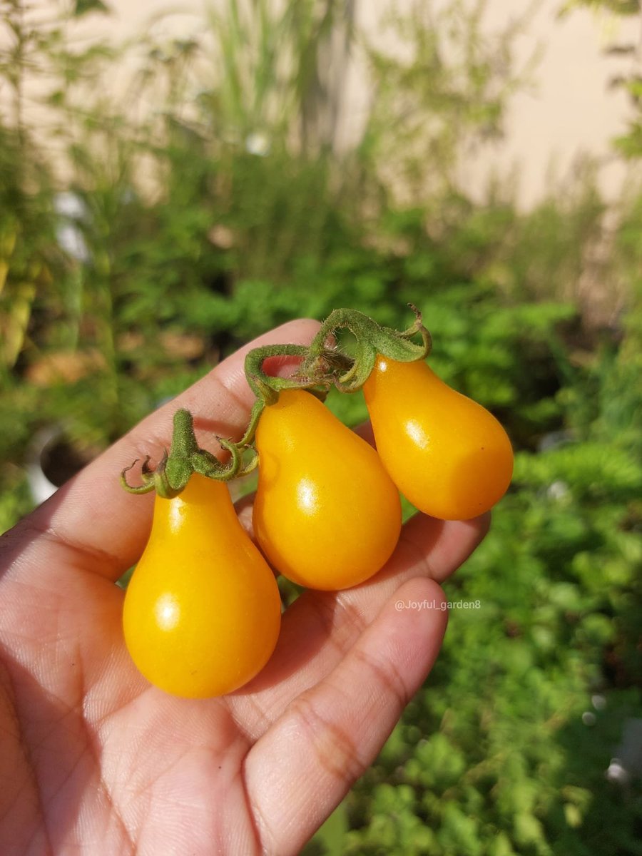 Joyful Garden 🌿🫑 tweet media