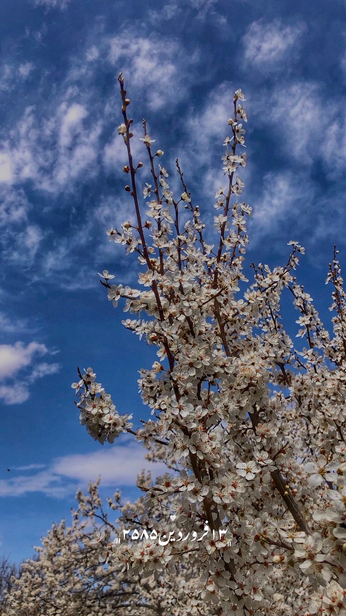 نَـوه‌خـورشـیـدِ tweet media