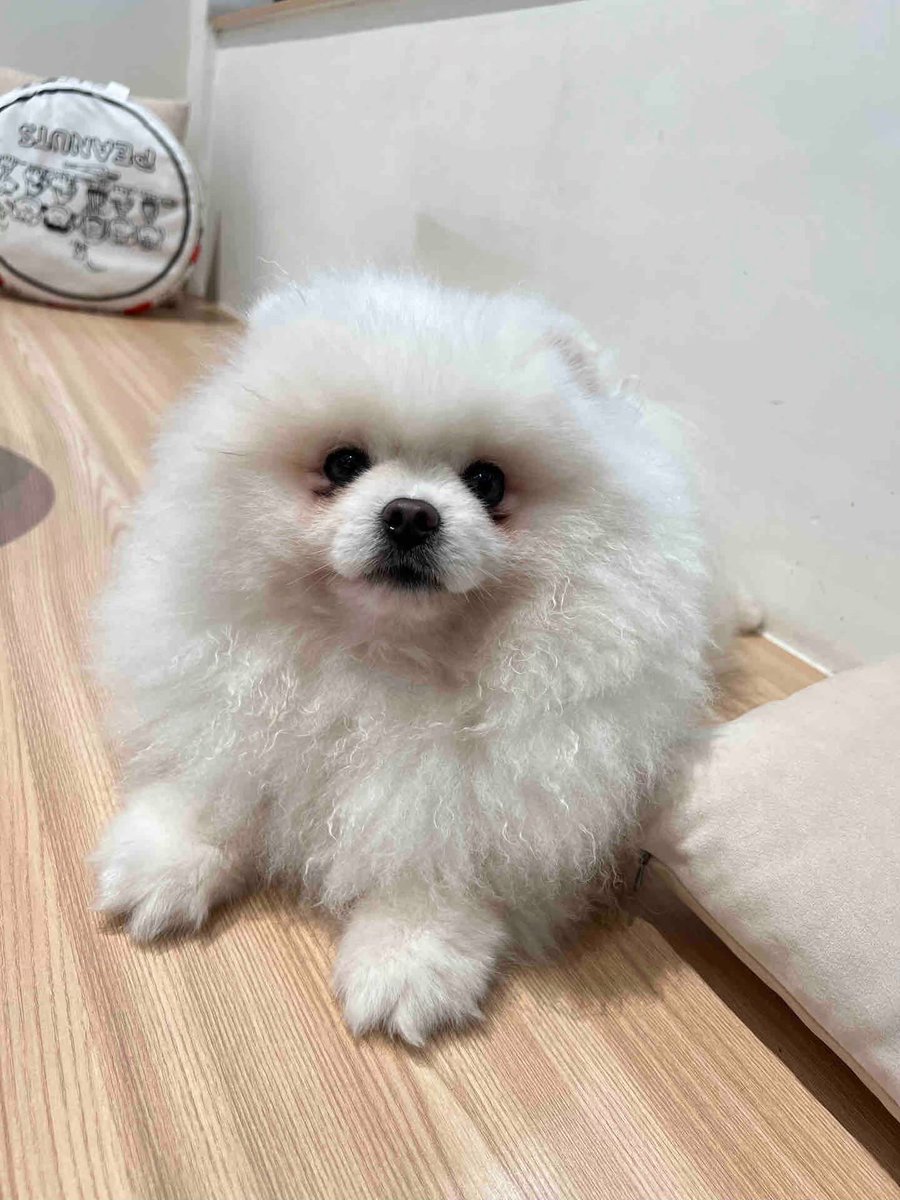 PowerOstap's tweet image. From tiny paws to big adventures—watch your pup grow!  Every wag, every milestone is a memory to cherish. What’s your fur baby’s cutest growth moment #PetGrowth #DogLove