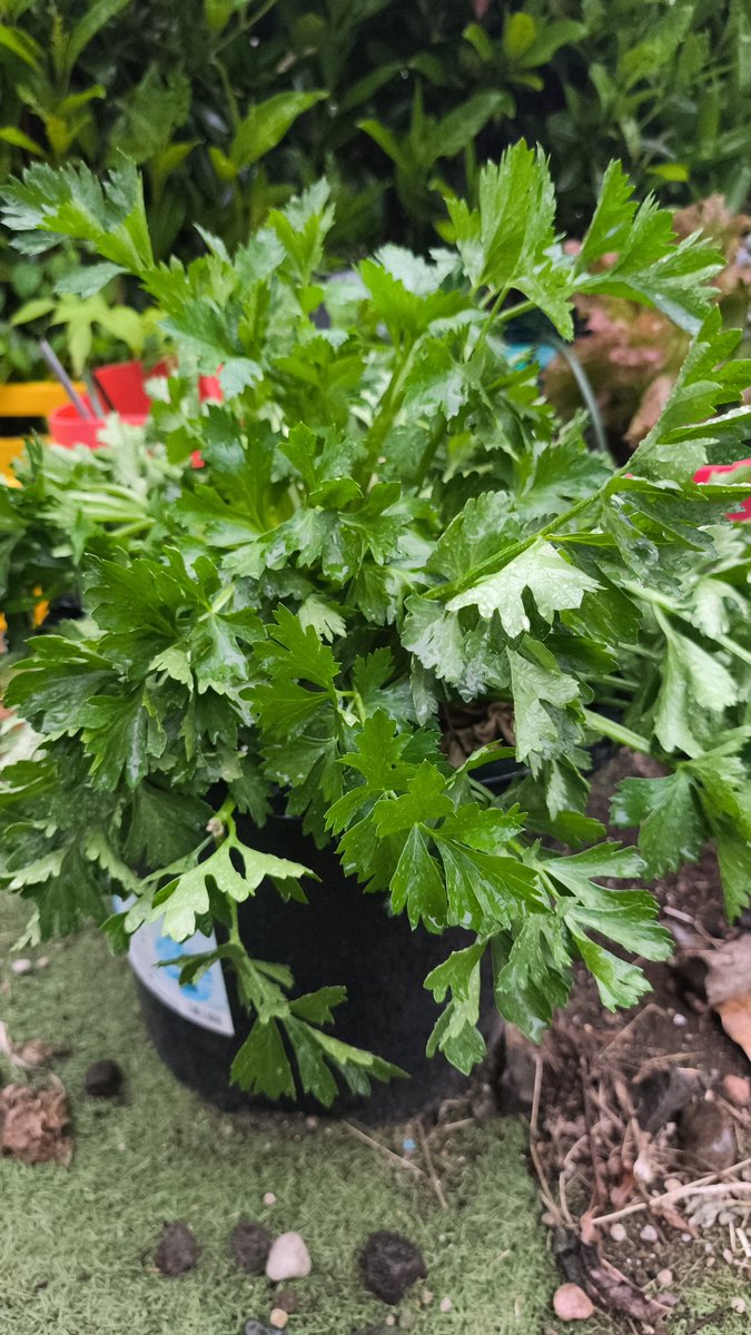 葬送のgozilla@やまちゃん tweet media