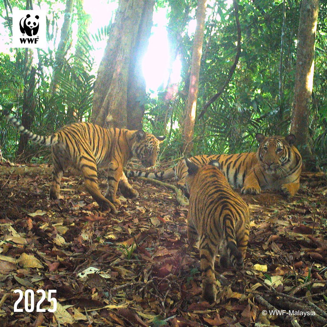 WWF-Malaysia tweet media