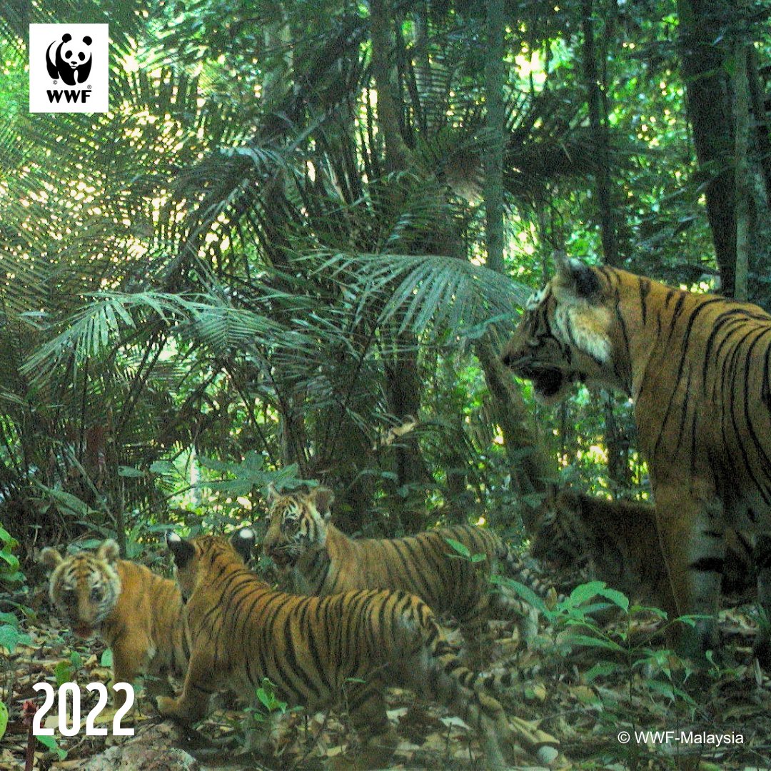 WWF-Malaysia tweet media