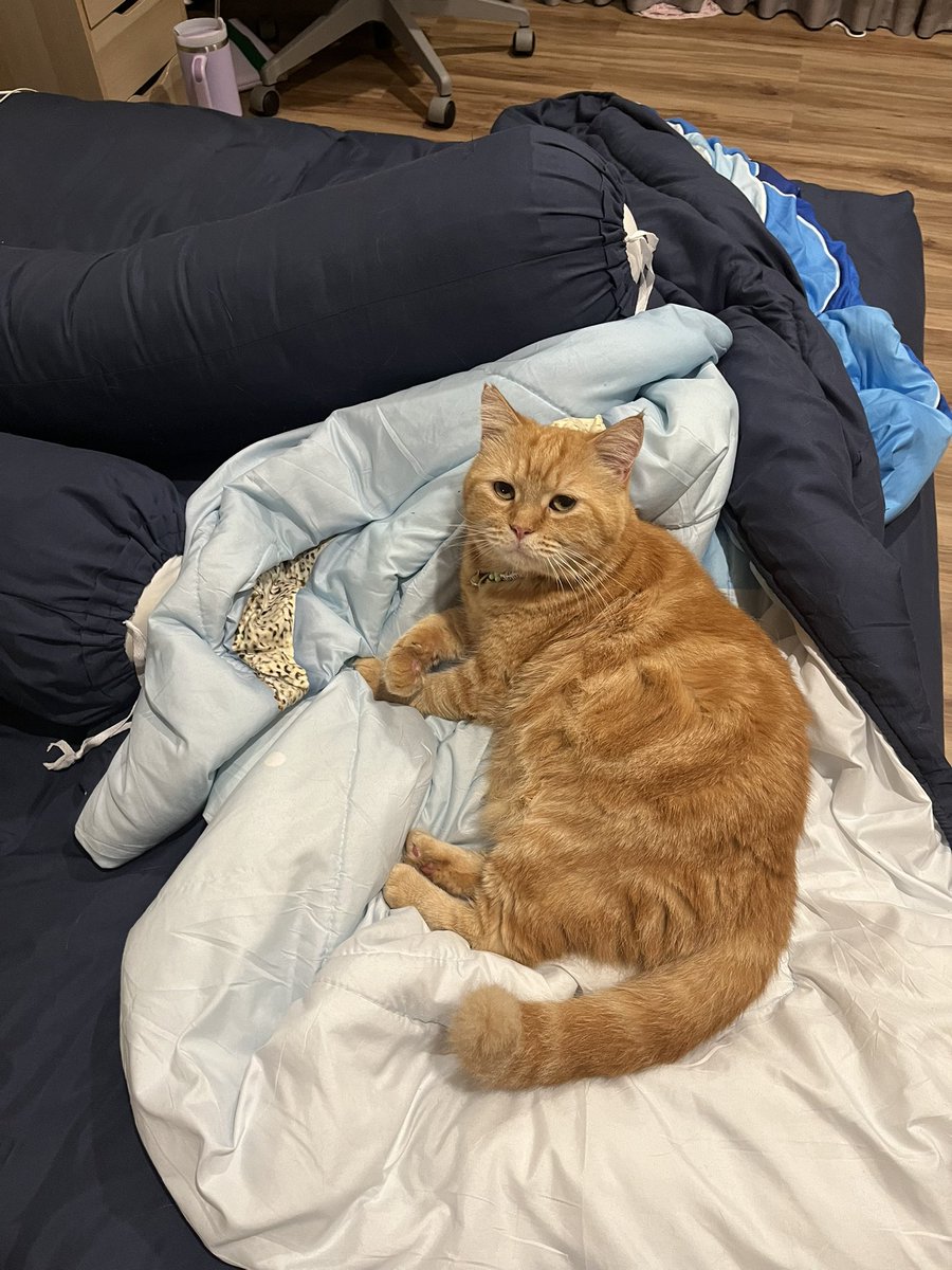 Adung & Imut 🐈 tweet media