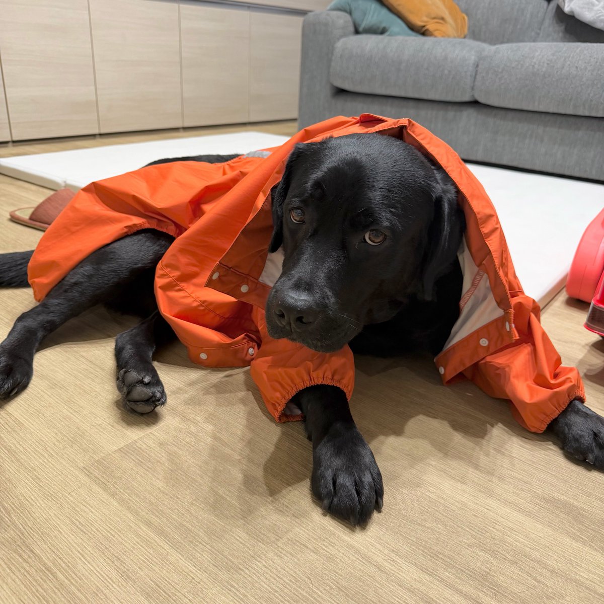 埼玉のスバル🐕‍🦺SUBARU tweet media