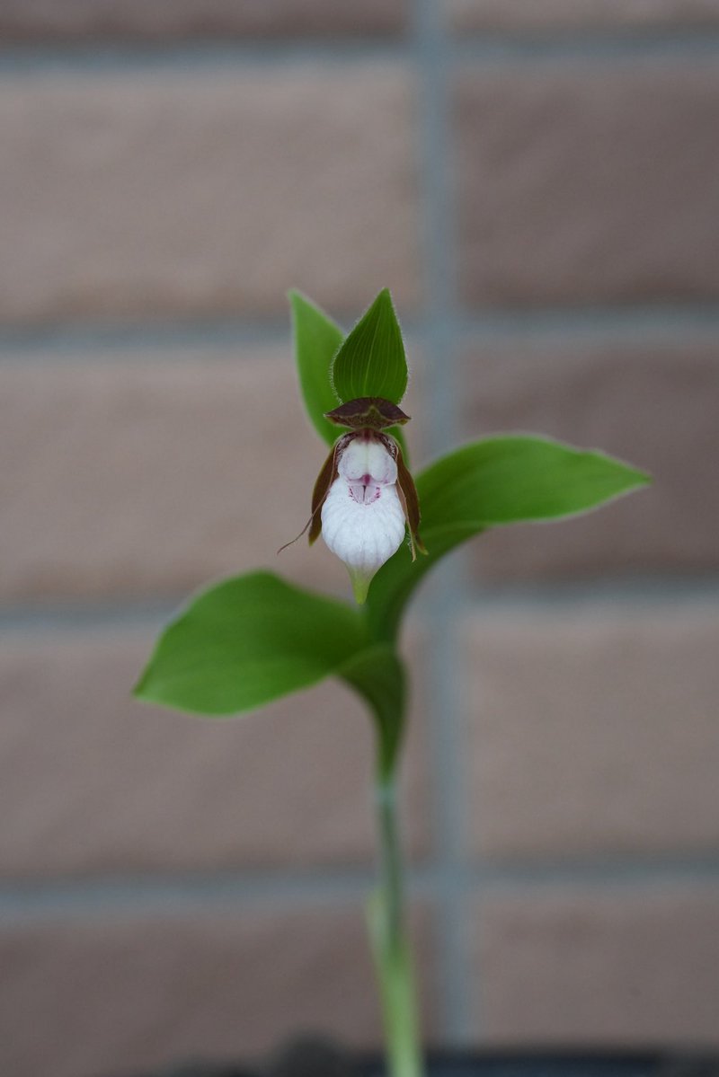 アウラパパ tweet media