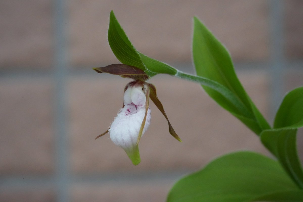 アウラパパ tweet media