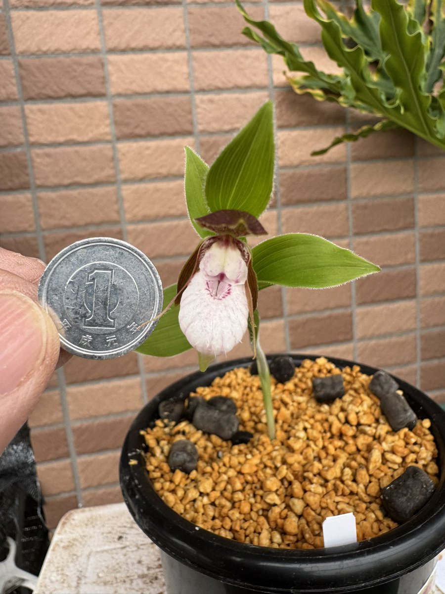 アウラパパ tweet media