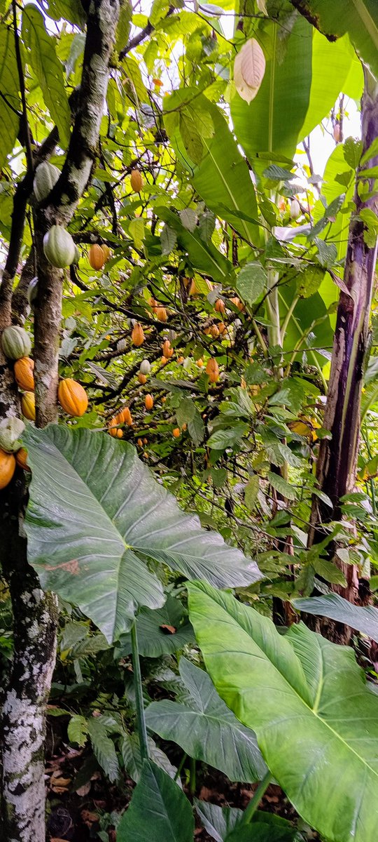 AbiluTangwa's tweet photo. 95% of our food comes from soil. We’re losing it 40x faster than nature makes it. No soil = no food = no future. Regenerative farming isn’t a trend. It’s a deadline. #SaveOurSoils #ClimateEmergency https://t.co/puNXWpu3j7