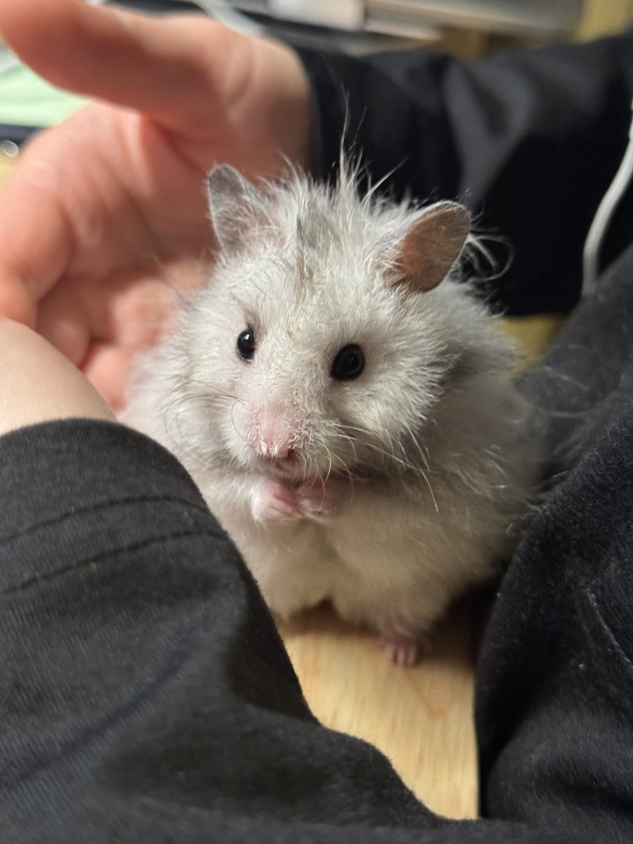 MiZ_MARUTTOYS(マルットイズ) tweet media