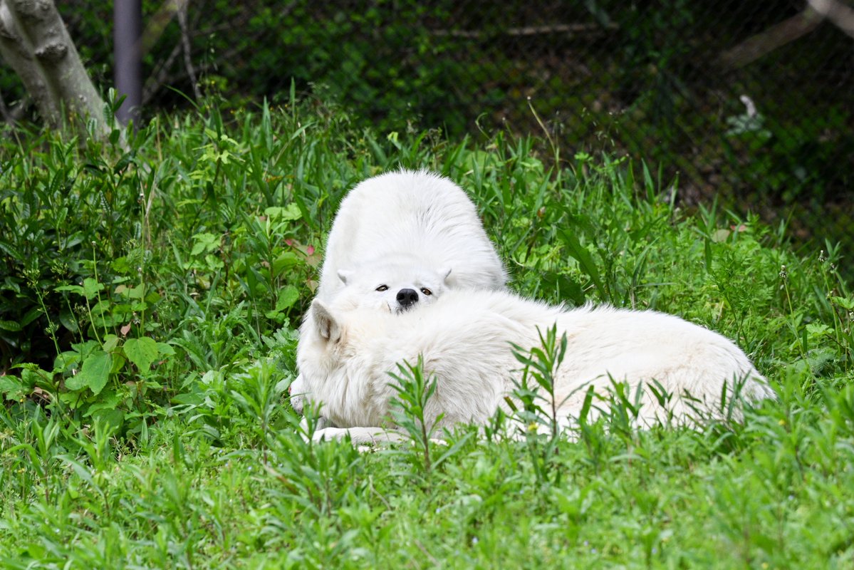 たつき🐺wolf photographer tweet media