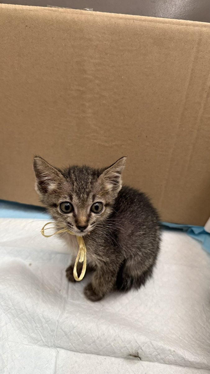 Myfluffy🧸 tweet media