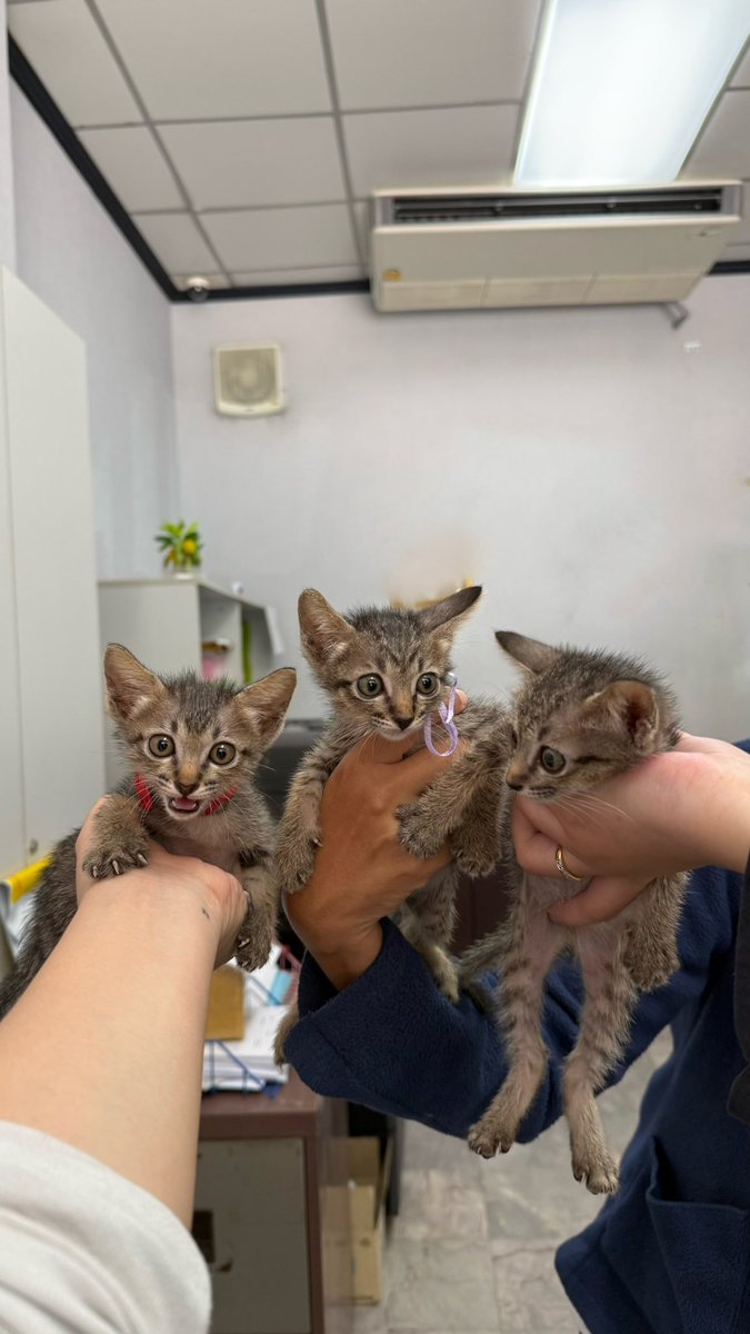 อัพเดตวันพฤหัสที่ 23เมษา อยู่ครบทุกตัวยังไม่มีใครรับไปนะคะ กินเยอะแถมวิ่งซนกันมากกก  มารับไปฟรีได้เลยพิกัดสุขุมวิทค่ะ #แมวจร #หาบ้านให้น้องแมว #แมวจรหาบ้าน #แมวหาบ้าน