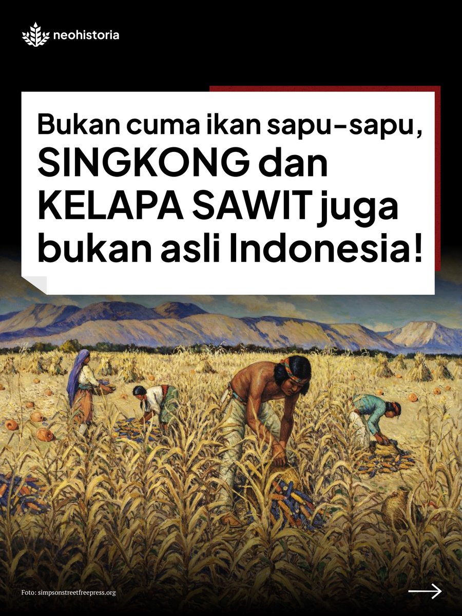 neohistoria Indonesia tweet media