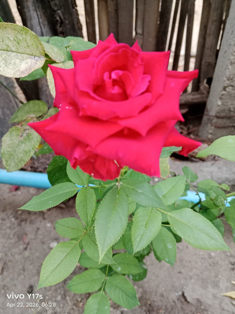 🐻Cherry PP🐼🍀 tweet media