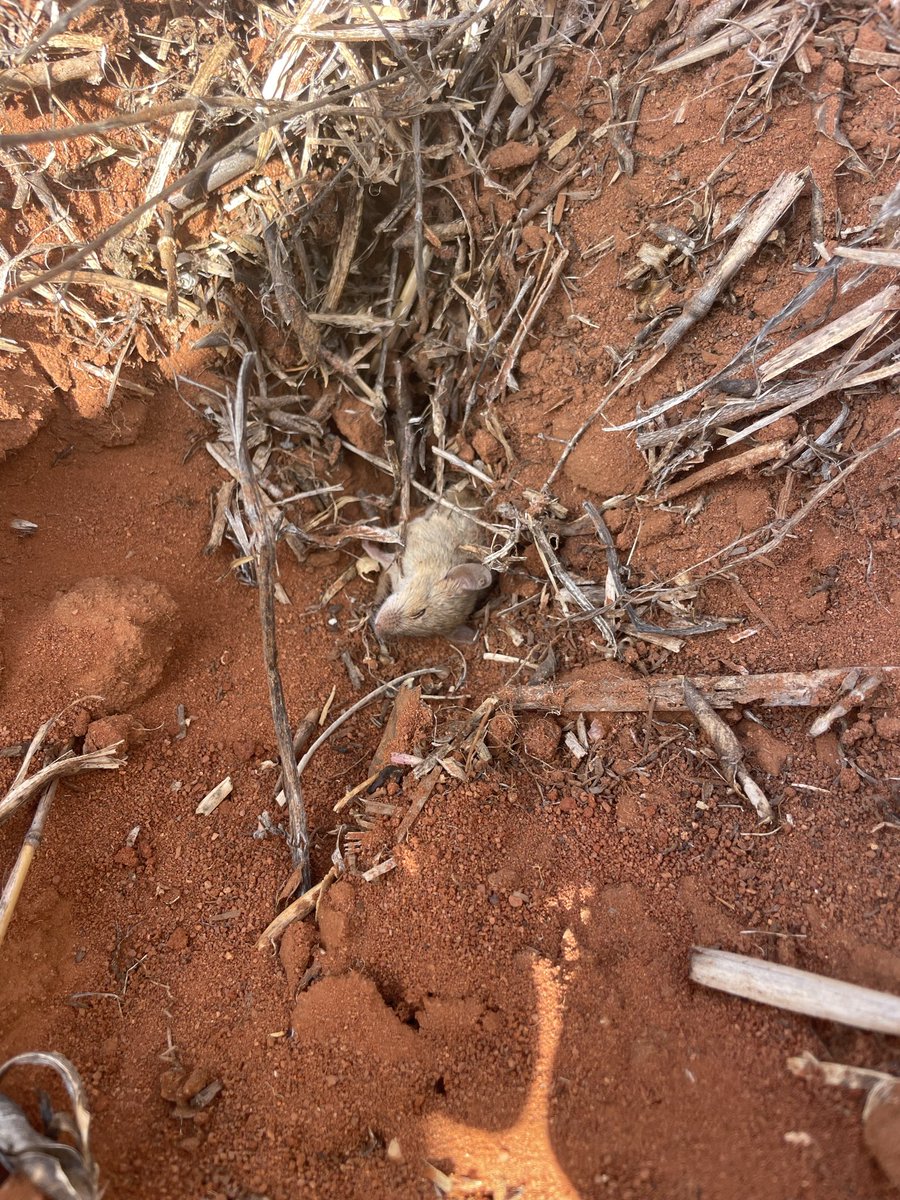 RobCamp11's tweet photo. @agrosmyth @APVMA @MouseAlert 50zp baited yesterday by plane compared to your paddock Phil https://t.co/VR4TfP0uSv