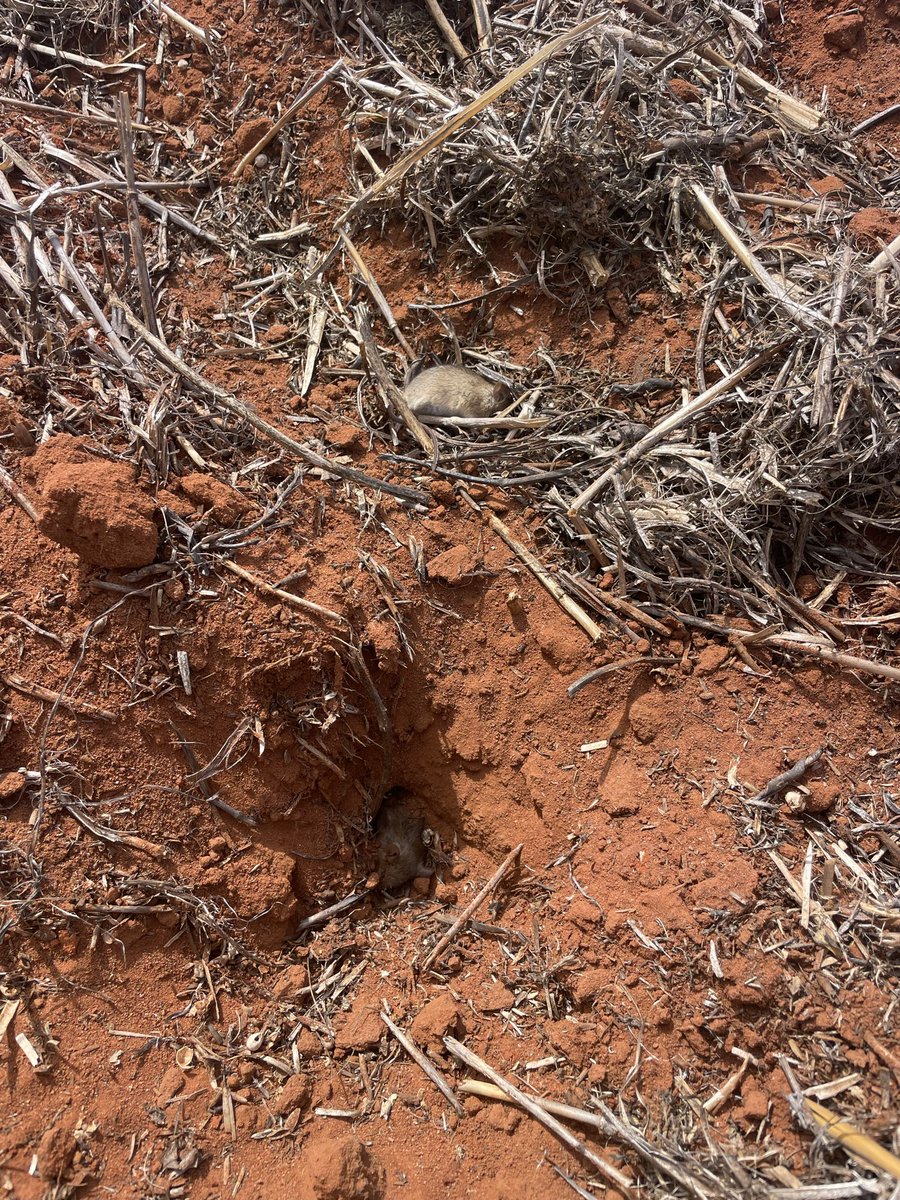 RobCamp11's tweet photo. @agrosmyth @APVMA @MouseAlert 50zp baited yesterday by plane compared to your paddock Phil https://t.co/VR4TfP0uSv