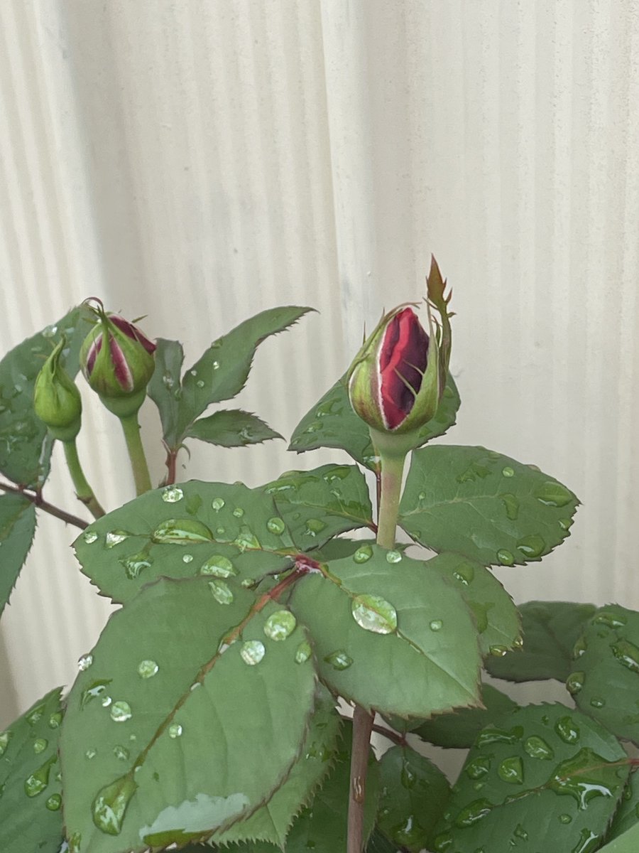 ソイ🌾大豆由来 tweet media