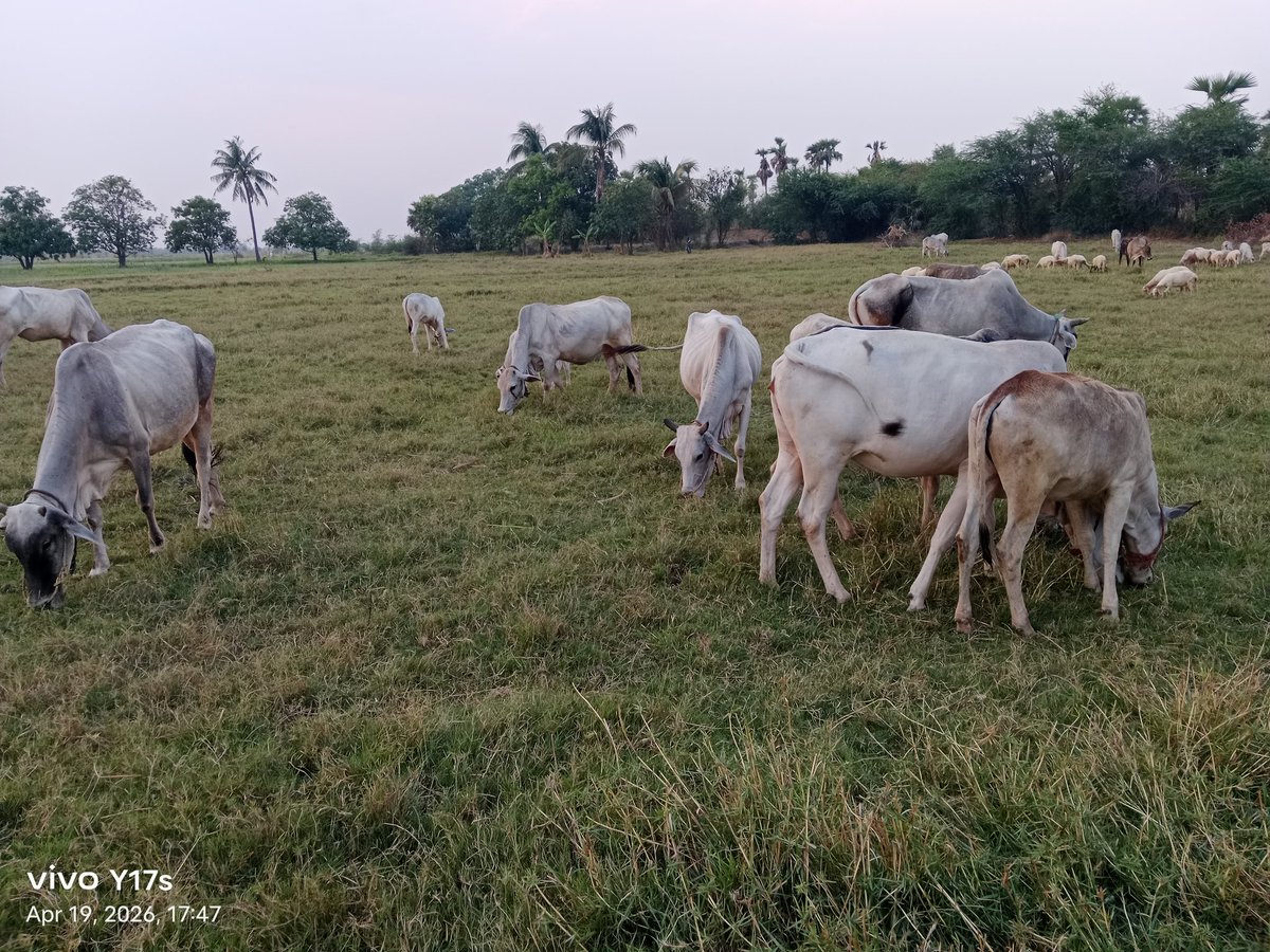 🐻Cherry PP🐼🍀 tweet media