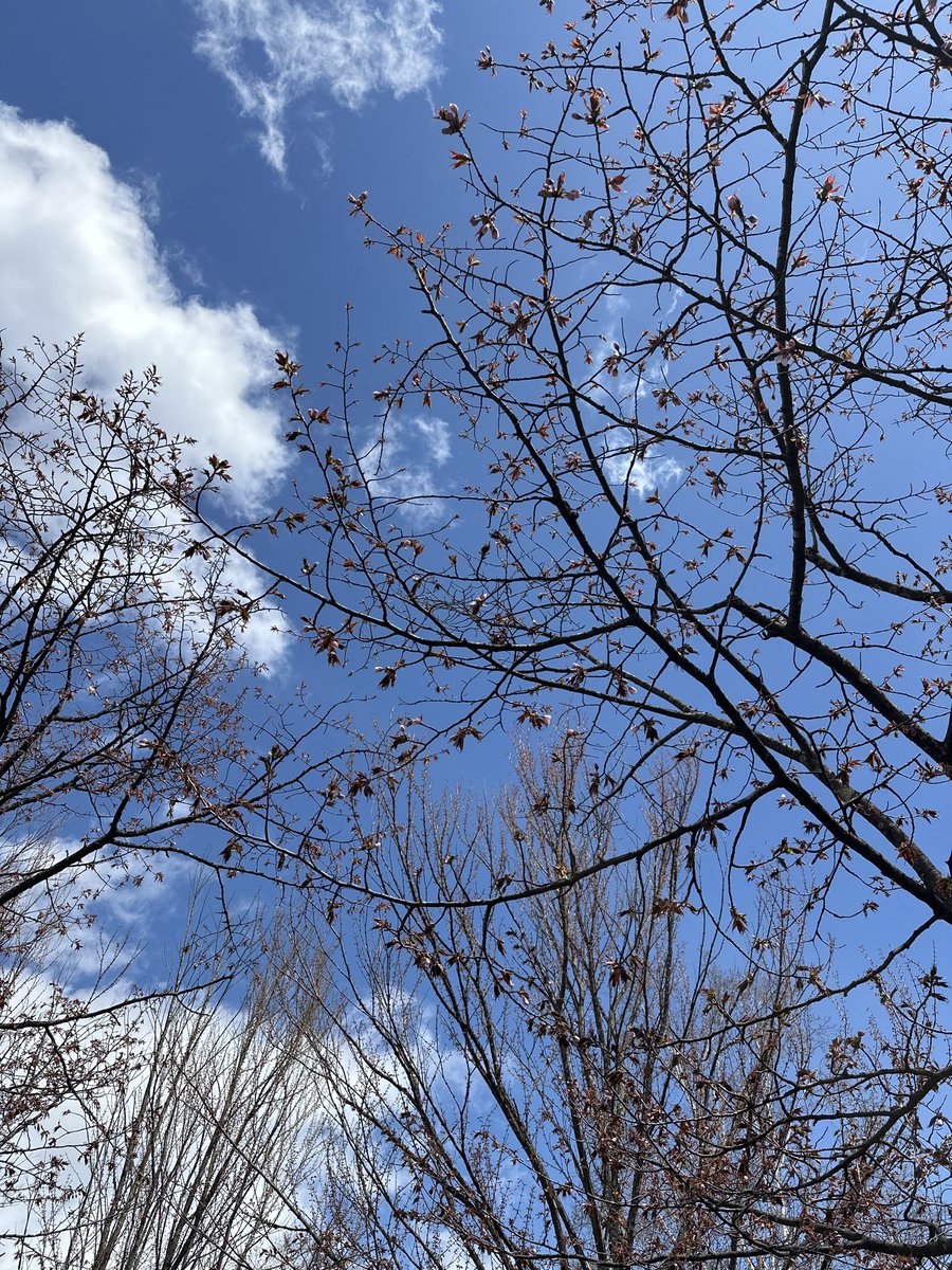 よつば ꕤ*.ﾟ tweet media