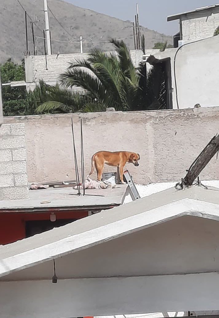 𝙷𝚎𝚕𝚊 𝙼𝚘𝚛𝚎 🐶 tweet media