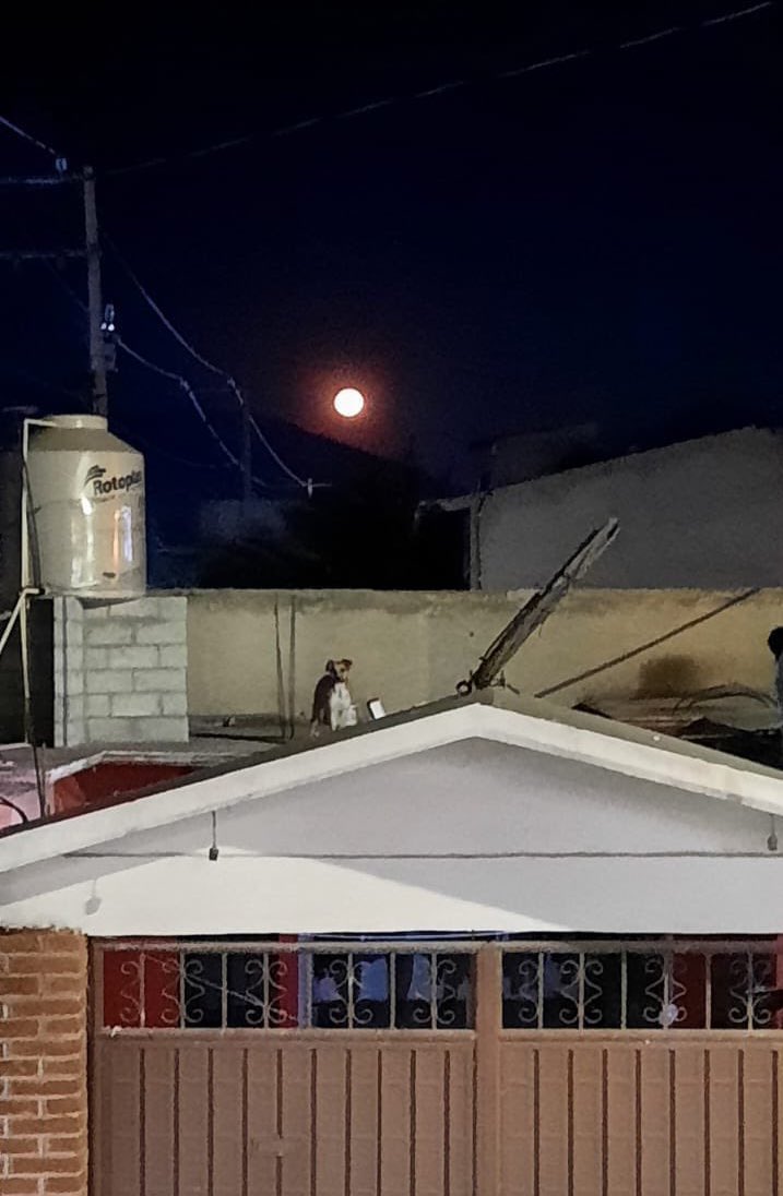 𝙷𝚎𝚕𝚊 𝙼𝚘𝚛𝚎 🐶 tweet media