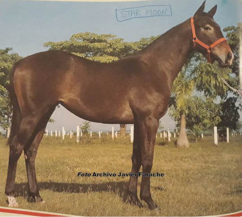 jfarache's tweet photo. 24/04/1986 nació la veloz tordilla STAR MOON en el Haras Los Aguacates, en Carabobo. Hija de los velocistas Auraria y Toledana, y a ese pedigree respondió, siendo la Campeona Sprinter de 1990, a pesar de sus marcados defectos físicos. Entrenada por Carlos Morales para la familia Morales @guillermoralesd