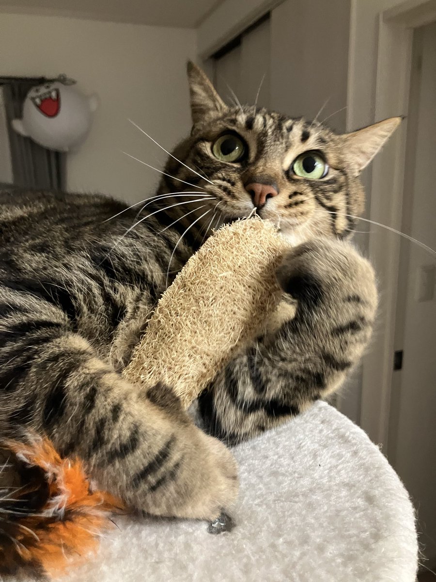 pippi_ponchan's tweet image. 活動日誌②
玩具の品質調査をしているにゃ
け、決して遊んでいるわけではないにゃ(-ω.-)

#猫
#ねこ
#cat