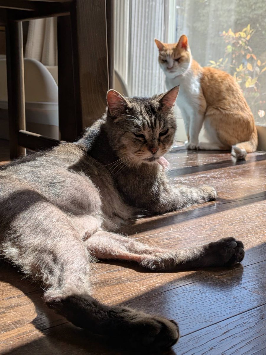 ooioo420's tweet image. コレがコレでコレはコレ😻😻
#猫
#Cat