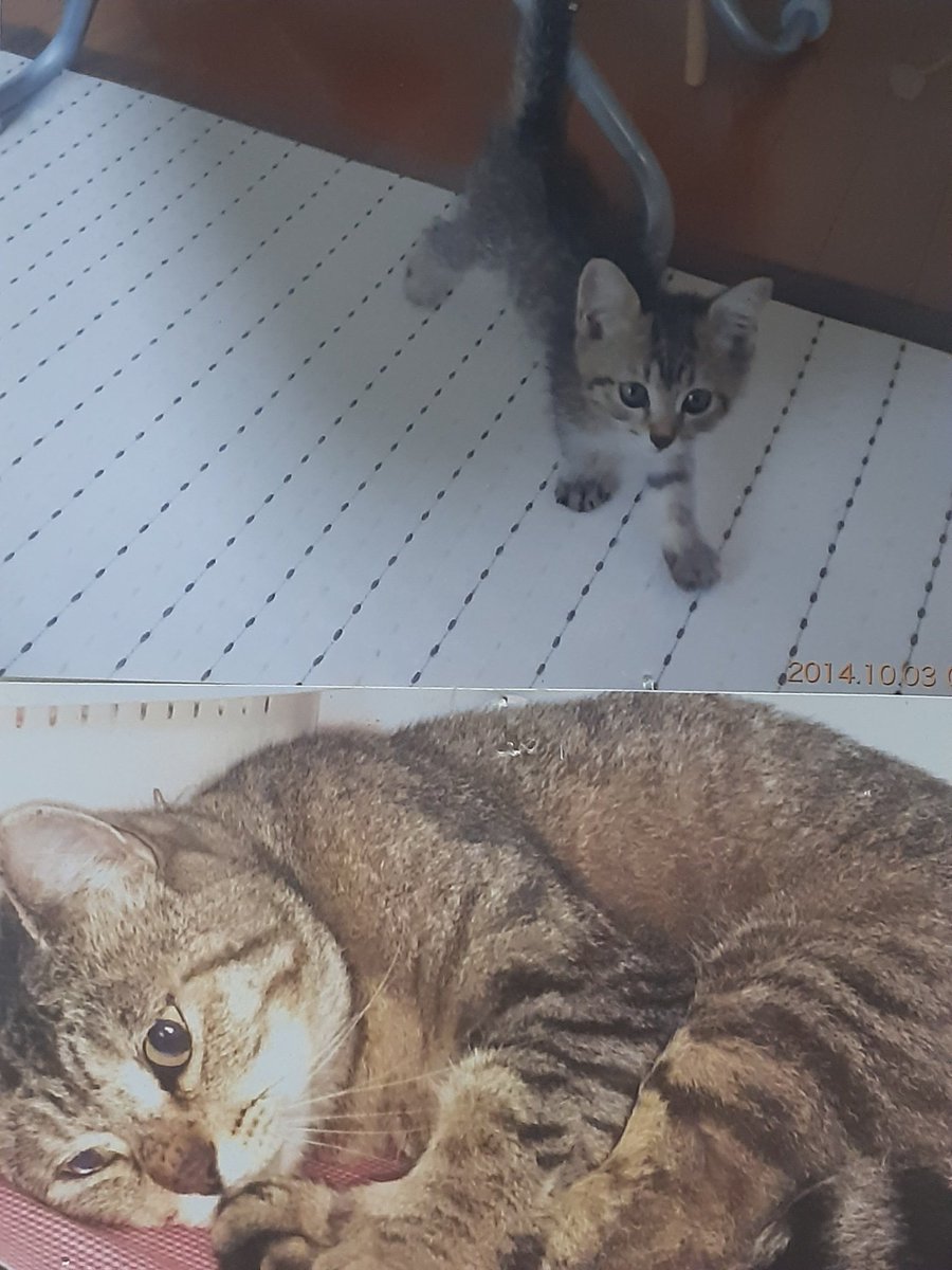 ooioo420's tweet image. コレがコレでコレはコレ😻😻
#猫
#Cat