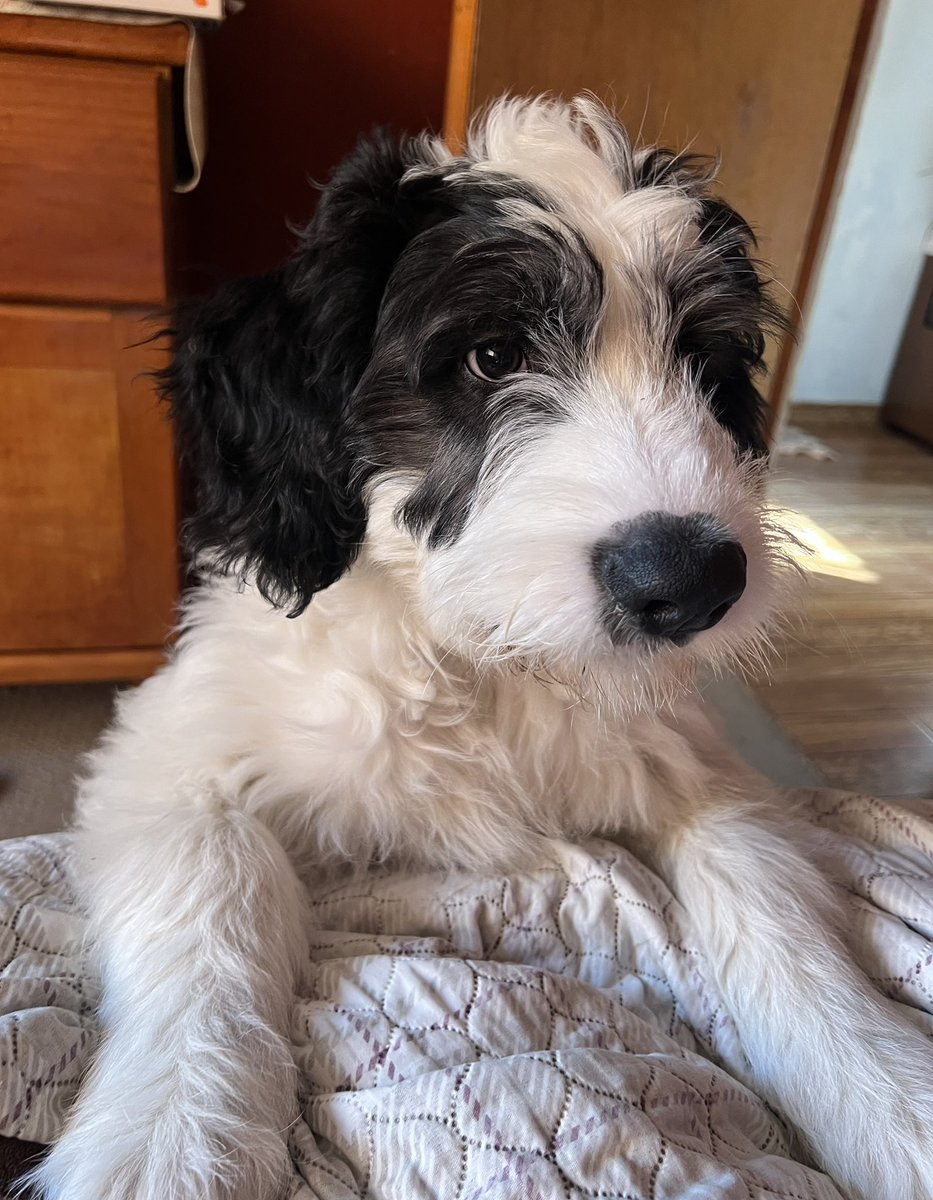 BSapiV's tweet photo. Brunito, cada día un poquito más guapo y grande. 

#ViejoPastorInglés ❤️ https://t.co/uUuXHeKnbf