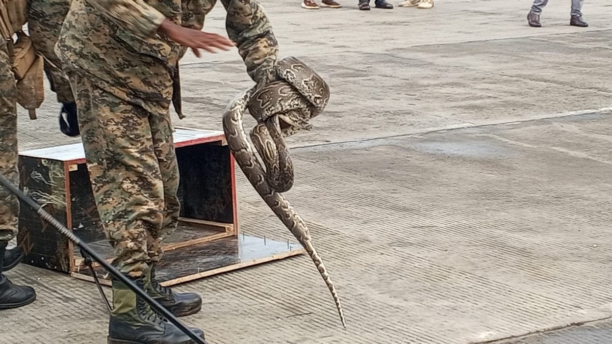 MajimajiKenya's tweet image. Namanga officers at One Stop Border Post found a 13-foot python hidden in a box disguised as spare parts in a bus traveling from Dar es Salaam to Nairobi. Kenya Wildlife Service, alongside National Police Service, KRA, and DCI, secured the snake safely. #Brekko lakini KRA 🤔
