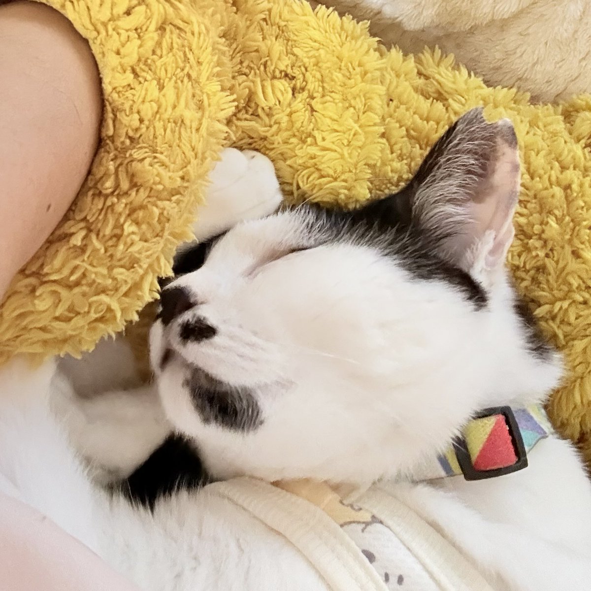 うなぎ犬 tweet media