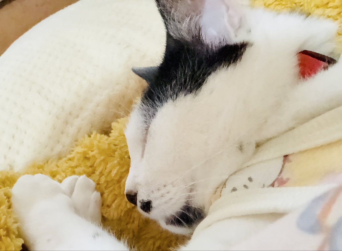 うなぎ犬 tweet media