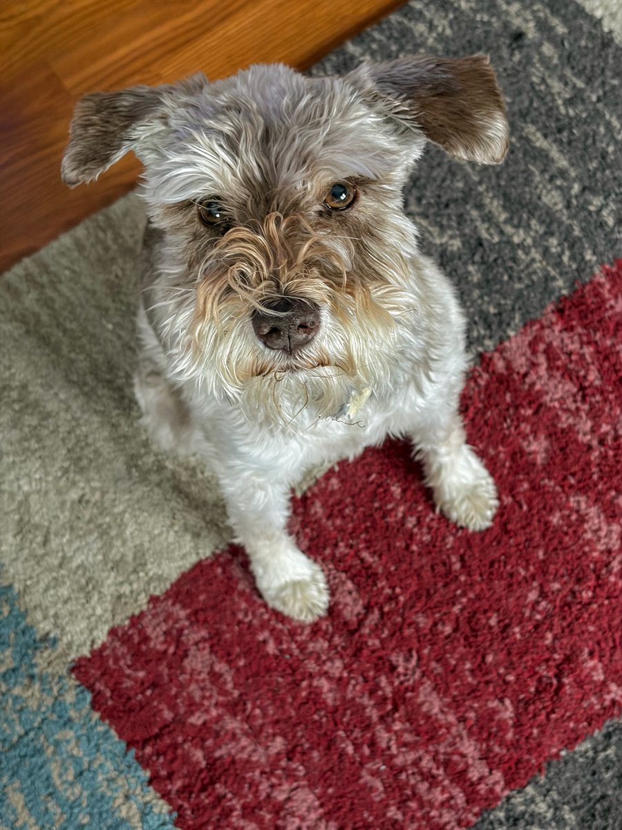 carmilevy's tweet image. I’m just going to sit here and stare into your soul until you give me those treats I know you have in your right-front pocket.

#ldnont #canada #schnauzer #callithewonderschnauzer #actofdog