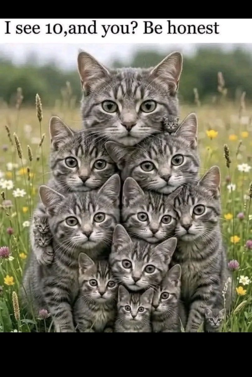 LA Woman 🐈‍⬛ 🐱 😻❤️ 💫 tweet media